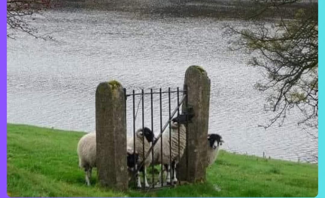 Schapen bij een hek